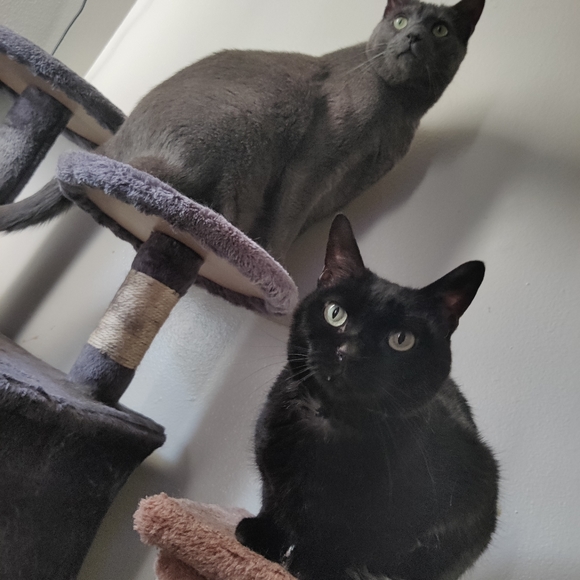 Meet your Posher, Sabrina - Picture 3 of 4